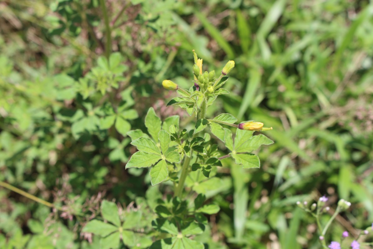 Cleome viscosa L.